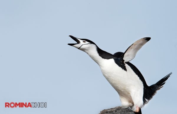 The Gentoo Penguin
