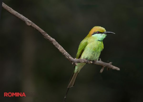The Bee Eater