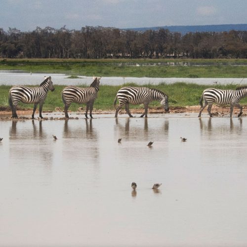 Seven Zebras
