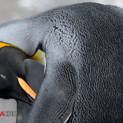 Beautiful King Penguin