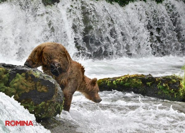 Bear in the Mountain Stream