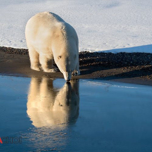 Polar Bear at the Lake