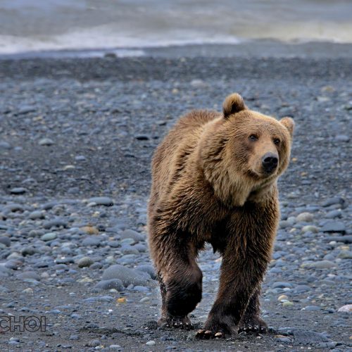 Walking Grizzly