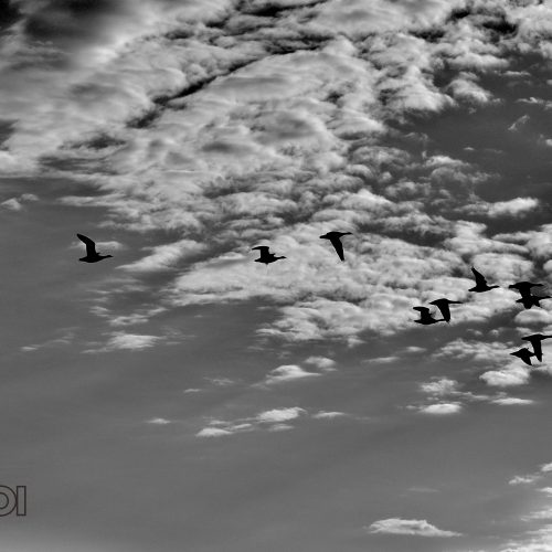 BW Birds in the Sky