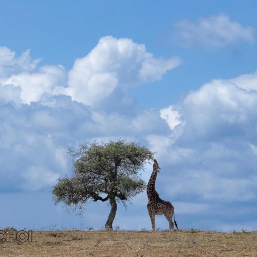 Standing Giraffe
