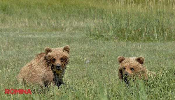 Young Grizzly Bears