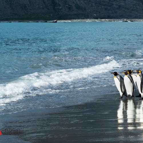 King Penguins at the Seashore