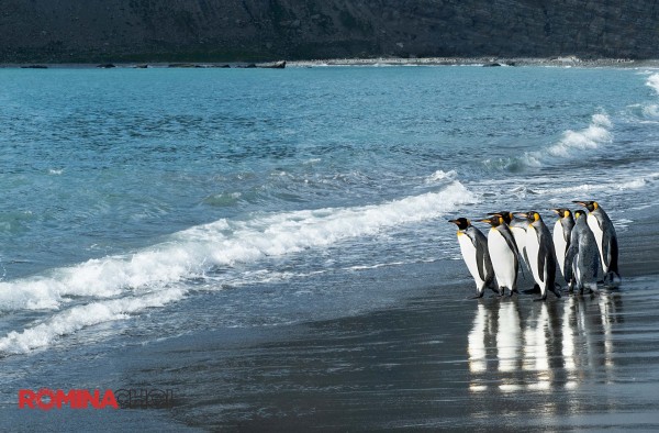 King Penguins at the Seashore