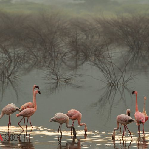 Serene Flamingos