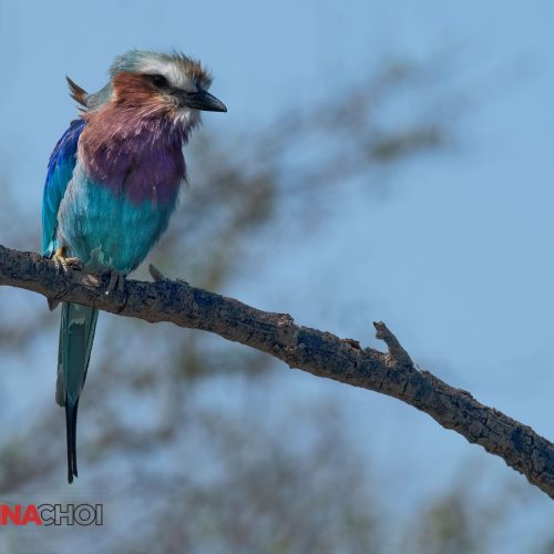 The Blue-bellied Roller