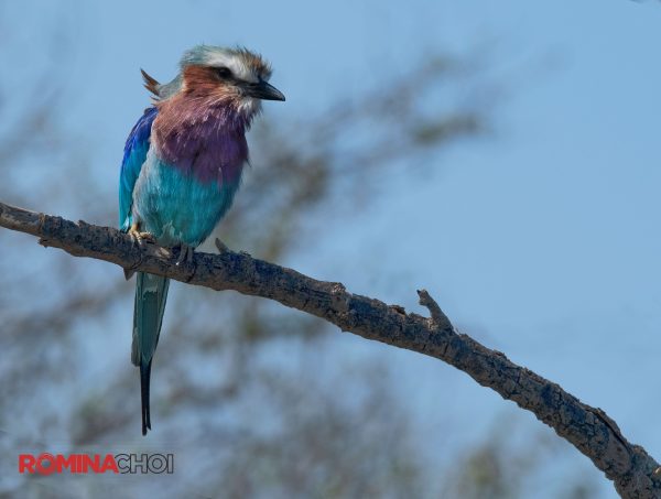The Blue-bellied Roller