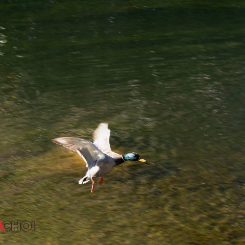 Flying Water Bird
