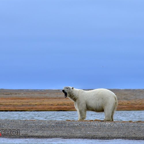 Lone Polar Bear