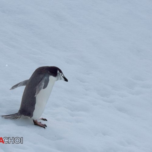 Penguin in the Snow