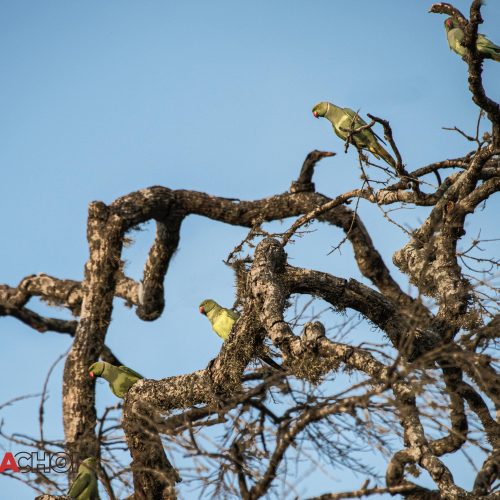 Birds in a Dead Tree