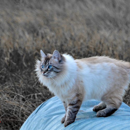 Long-haired Cat
