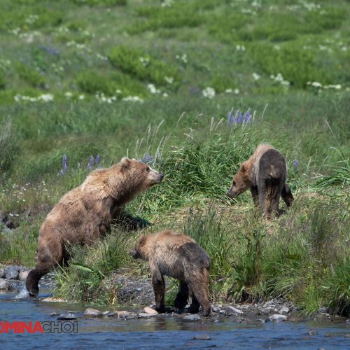 Bears in the Riverbank