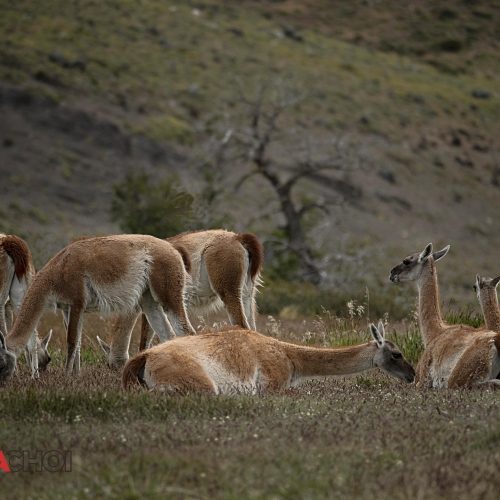 Herd of Llamas