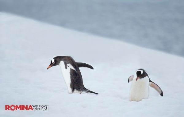 Penguin Buddies
