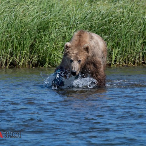 Bear in the River