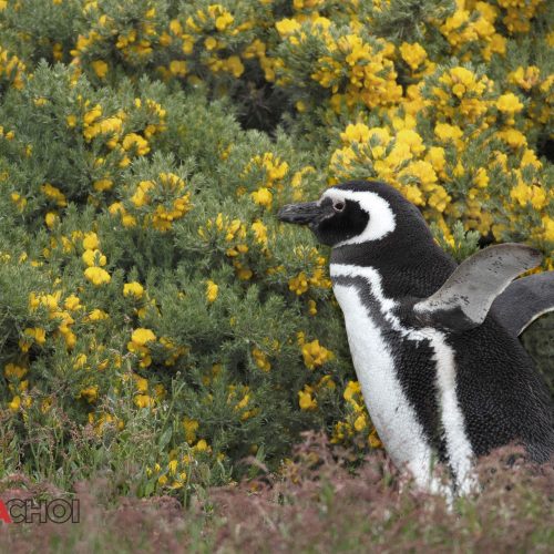 Penguin in the Flower Field