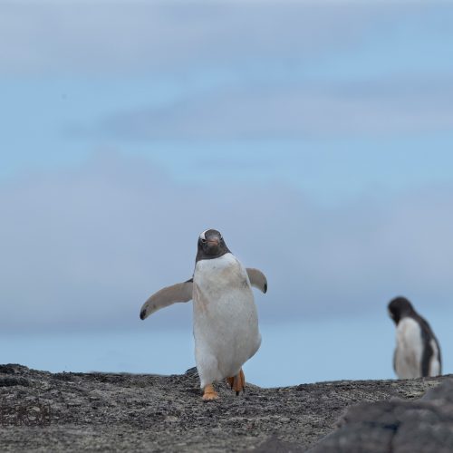 The Approaching Penguin