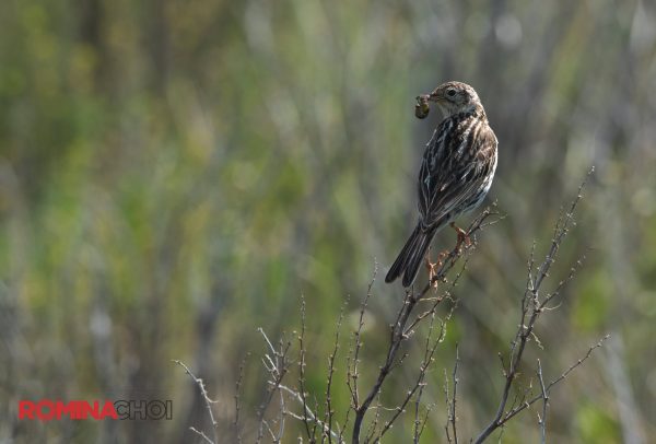Hunting Sparrow
