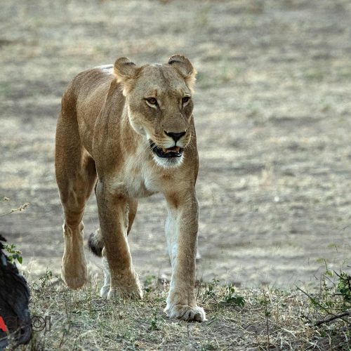 Walking Lioness