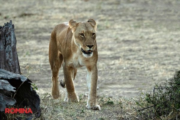 Walking Lioness