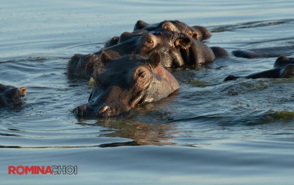Bathing Hippos