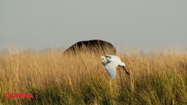 Flying Great Egret
