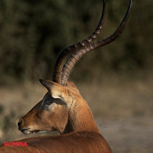 Antelope Sideview