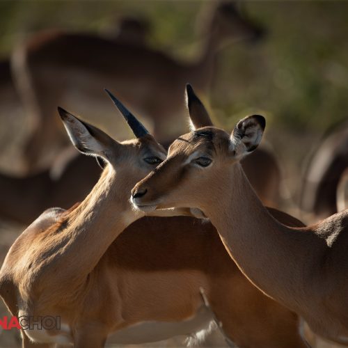 Male and Female Deers