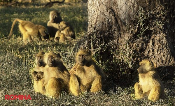 The Baboons