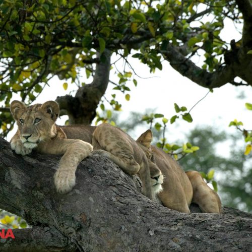 Resting Lions