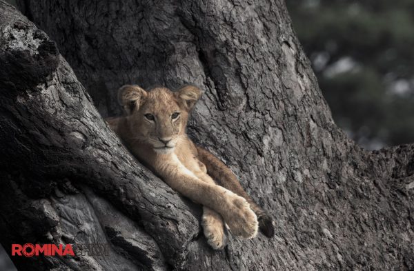 Young Lion in a Tree