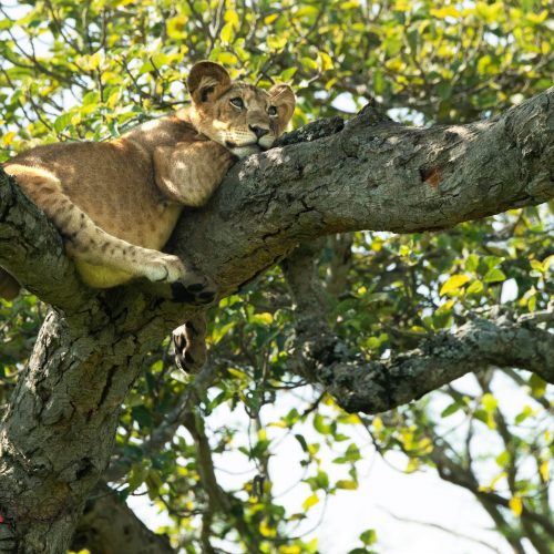 Young Lion in a Tree
