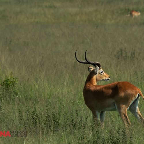 Antelope in a Field