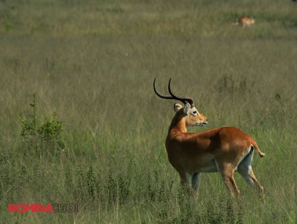 Antelope in a Field
