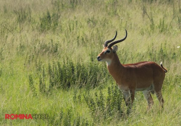 Male Antelope