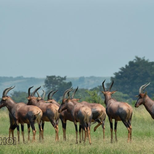 Herd of Gazelle