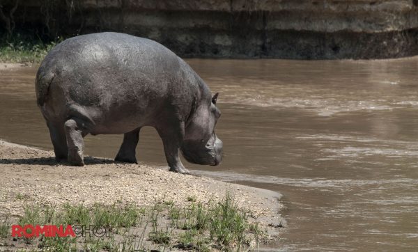 Walking Hippo