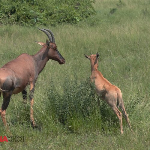 Male and Female Antelopes