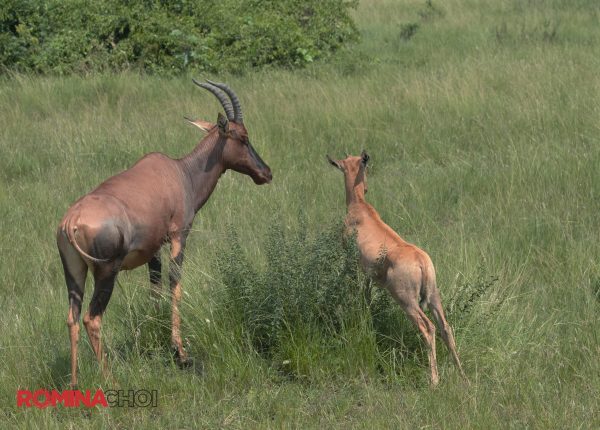 Male and Female Antelopes