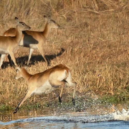 Running Deer