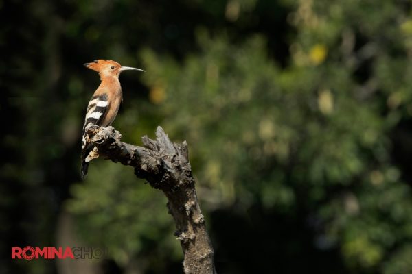 Solo Woodpecker