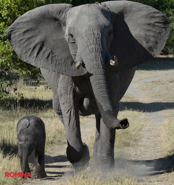 Elephant and the Calf