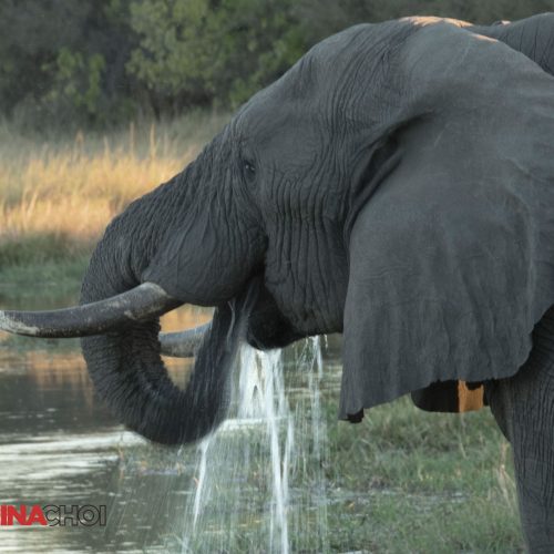 Drinking Elephant