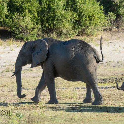 Elephant and the Calf