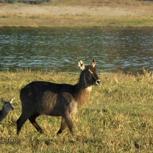 Young and Adult Antelope
